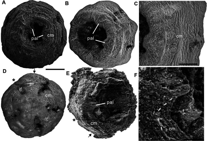 Figure 1—figure supplement 1.