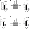 Figure 1—figure supplement 1.