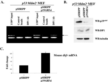 FIG. 8.