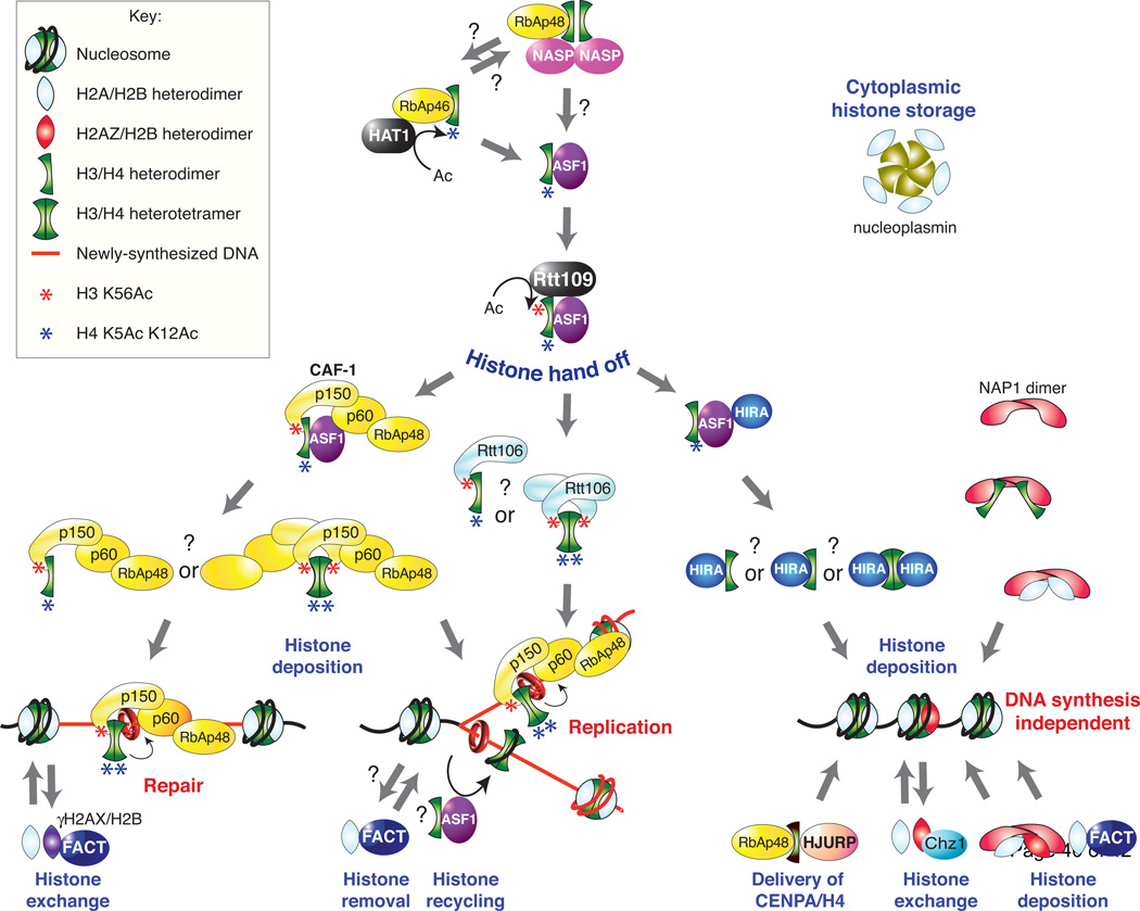 The histone shuffle histone chaperones in an energetic dance Biology Diagrams