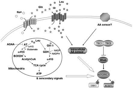 Fig. 2