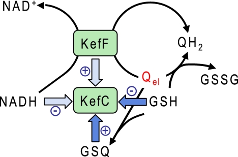 Fig. 6.