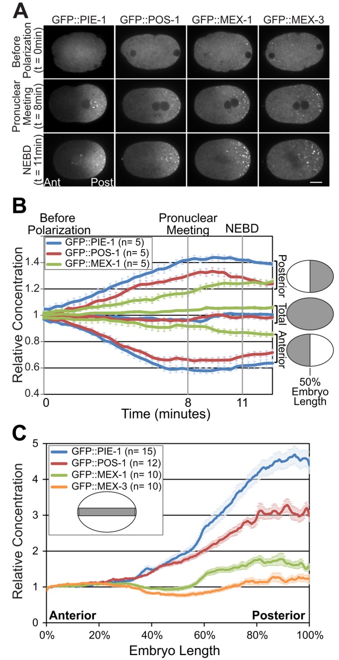 FIGURE 1: