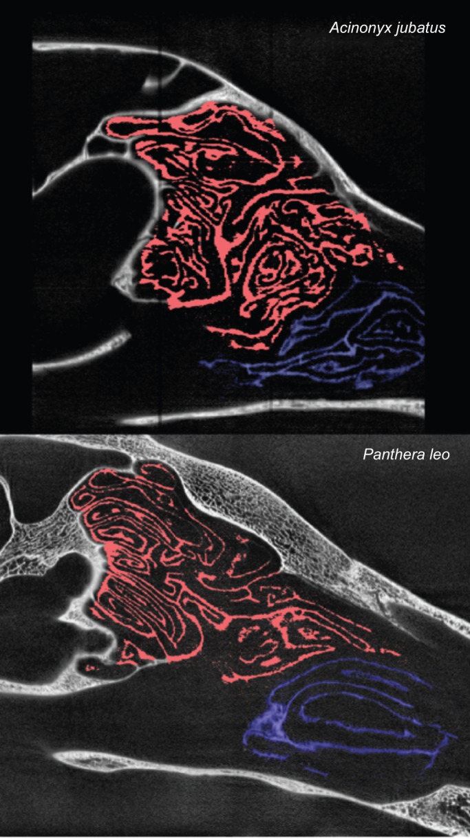 Fig. 6.