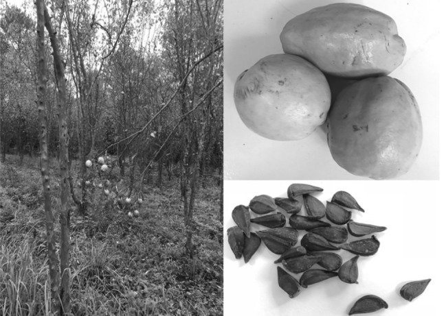 Fig. 1