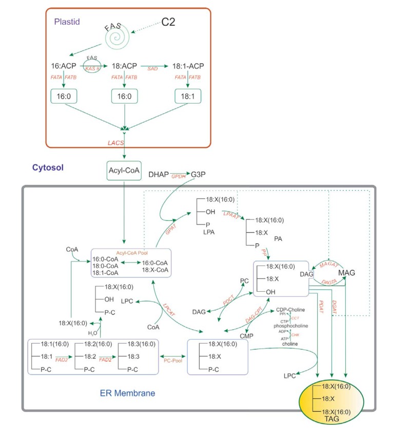 Fig. (3)