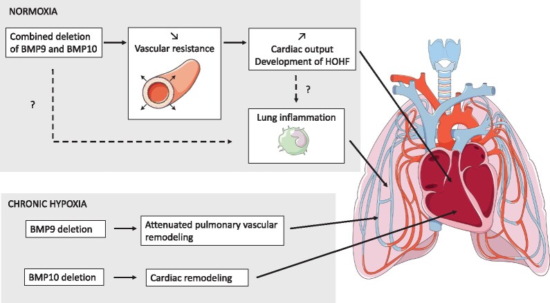 Graphical Abstract