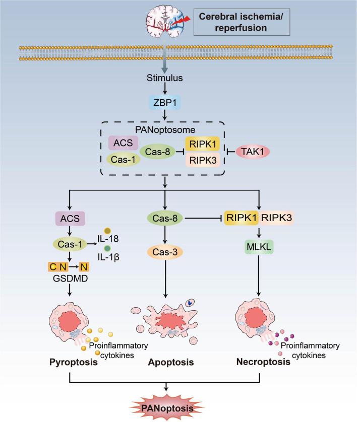 FIGURE 2