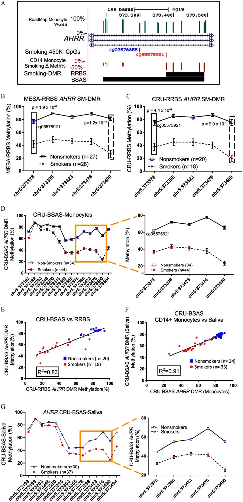 Figure 4A is a graphical representation of the validation of DMRs. Figures 4B, 4C, 4D, 4E, 4F, and 4G are line graphs plotting percentage methylation (y-axis) across chromosomes (x-axis) for MESA RRBS AHRR SM DMR (nonsmokers equal 27, smokers equal 28), CRU RRBS AHRR SM DMR (nonsmokers equal 20, smokers equal 18), CRU BSAS monocytes (nonsmokers equal 34, smokers equal 44), CRU BSAS versus RRBS (nonsmokers equal 20, smokers equal 18, R squared equals 0.83), CRU BSAS CD 14 plus monocytes versus saliva (nonsmokers equal 24, smokers equal 33, R squared equals 0.91), and AHRR CRU BSAS saliva (nonsmokers equal 39, smokers equal 37), respectively.