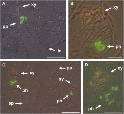 Figure 6.