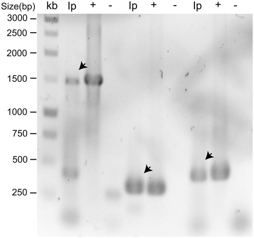 FIG. 1.