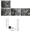 Figure 3—figure supplement 1.