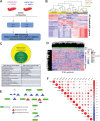 Figure 4. JAZF1 overexpression reveals altered metabolism and predicts differential polyamine metabolism in TCGA Data. A, CWR22-RV1 and LNCaP-C42 parental cell lines and those overexpressing JAZF1 were treated with vehicle control or combination therapy for 1 hour and 96 hours to assess the downstream transcriptional changes cells occur when JAZF1 levels are high prior to and during polyamine-targeted therapy. B, Unsupervised hierarchical clustering on 1,843 metabolic genes demonstrating distinction between the RV1 parental (purple) and JAZF1 (orange) overexpressing cell lines treated with vehicle (yellow) or combination (green) treatment or time points. C, Metabolic pipeline analysis revealed 16 metabolic pathways commonly altered (yellow) as a result of JAZF1 overexpression, and 9 metabolic pathways (green) that remained altered with combination therapy, all of which were a subset of the 16 originally altered pathways. D, JAZF1 high (purple) and low (green) patients are well segregated on the basis of the global expression of 1,843 metabolic genes. Quartiles also tend to closely follow high versus low designation (E) JAZF1 high patients, overall, have lower expression of transcripts within the polyamine biosynthetic pathway, indicating they may not be primed for response to polyamine-targeted therapies. F, Correlation matrix between JAZF1 expression levels in TCGA PRAD and polyamine metabolism genes. Node size, −log P value; red, positive correlations; blue, negative correlations.