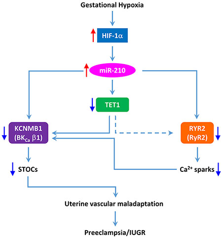 graphic file with name nihms-1669218-f0007.jpg