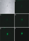 Fig. 2