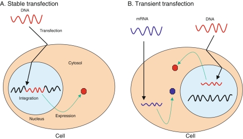 Fig. 1