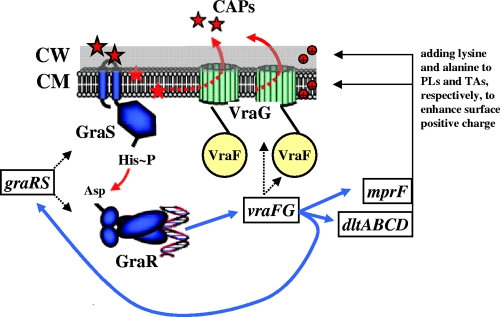 Fig 6