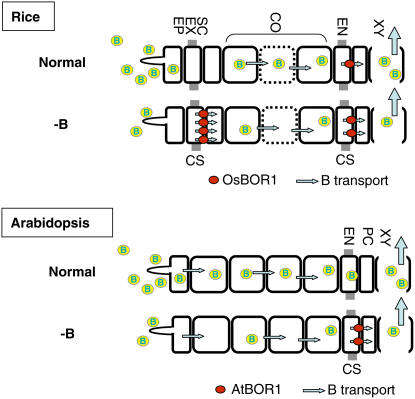 Figure 7.