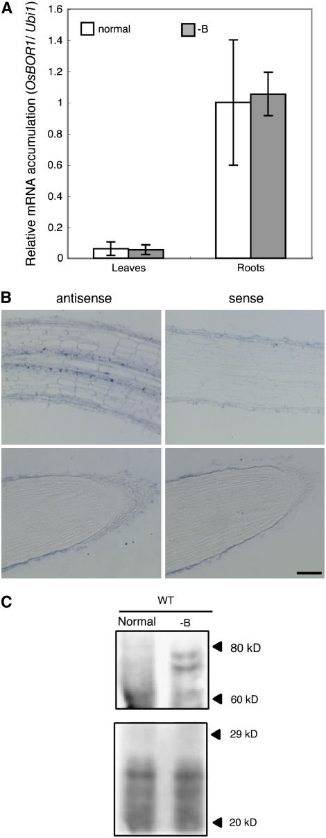 Figure 3.