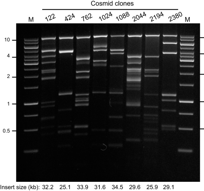 FIG 5 