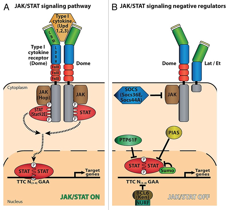 graphic file with name jkst-2-e25700-g1.jpg