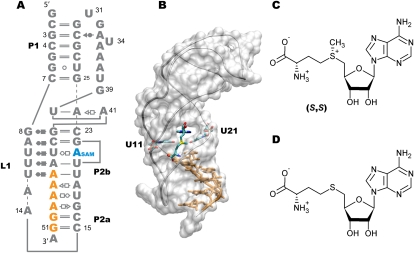 FIGURE 1.