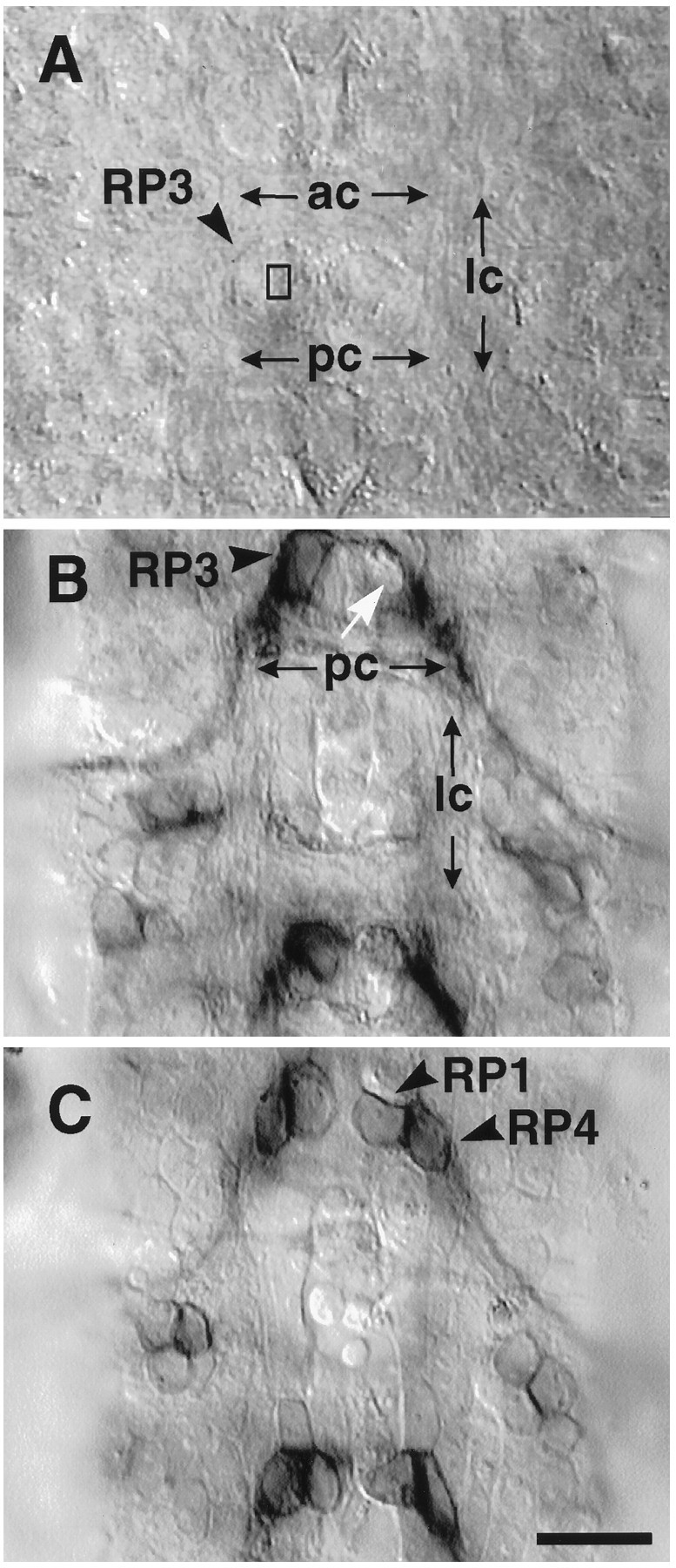 Fig. 2.