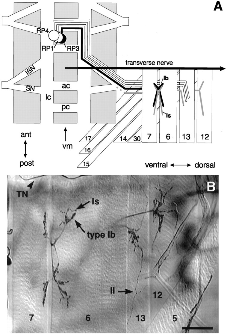 Fig. 1.