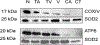 Figure 5: