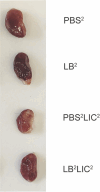 Figure 3—figure supplement 1.