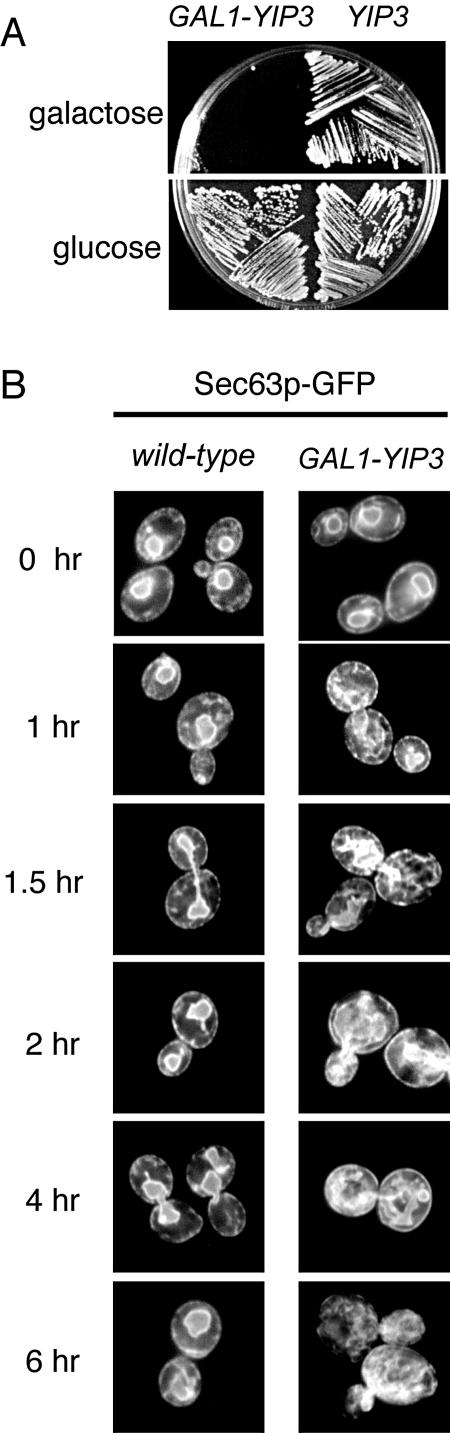 FIG. 7.