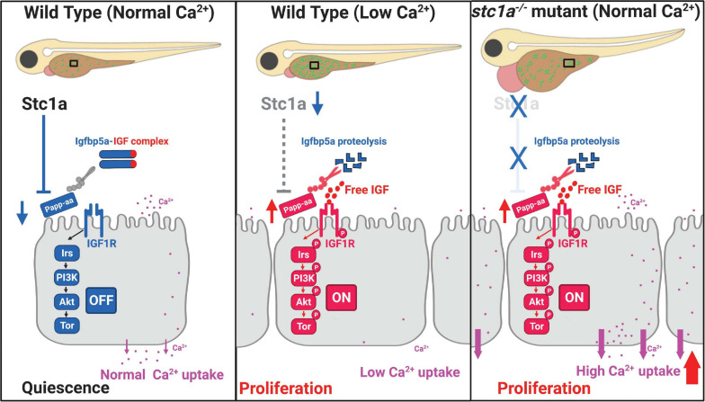 FIGURE 7