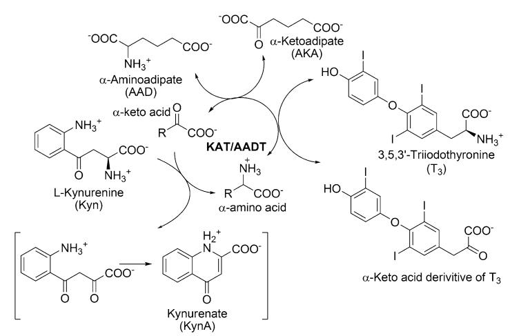 Lysine metabolism in mammalian brain: an update on the importance of ...