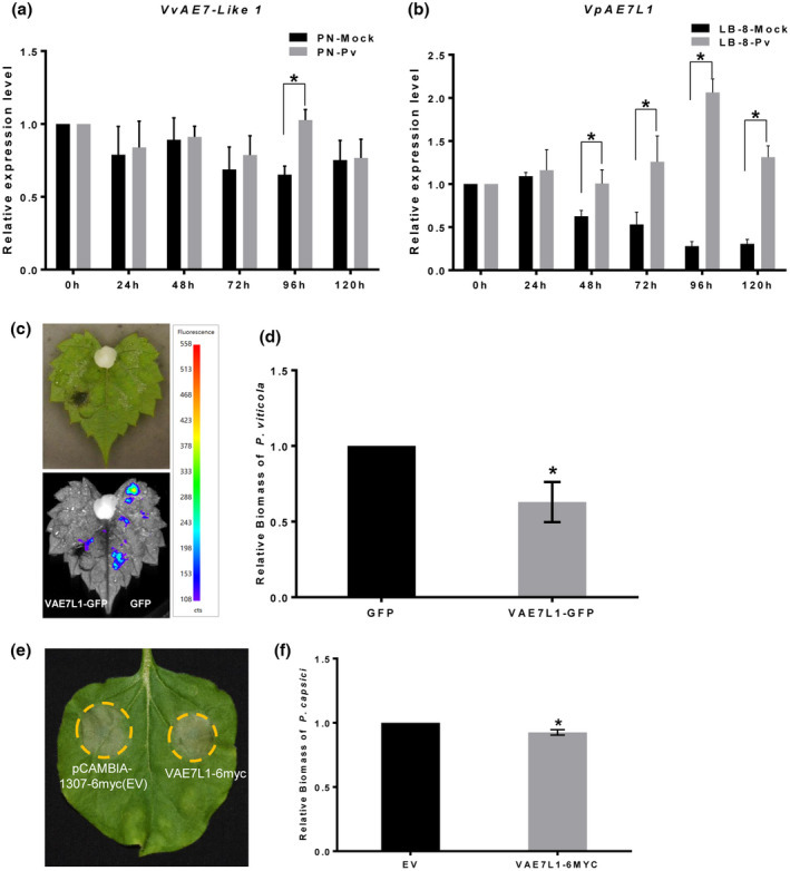 FIGURE 5