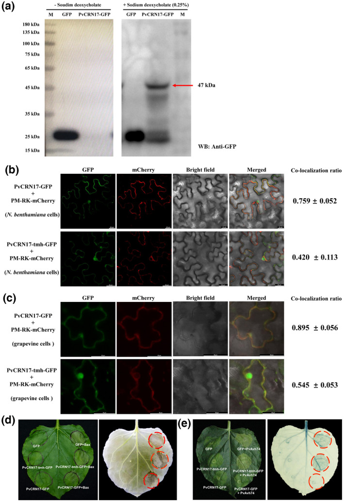 FIGURE 2