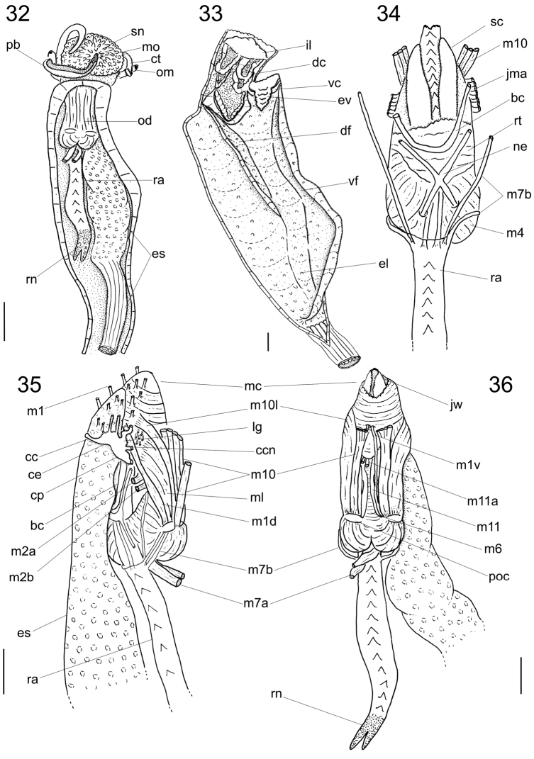 Figures 32–36.