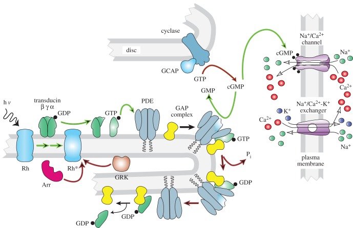 Figure 5.