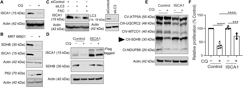 Fig. 5.