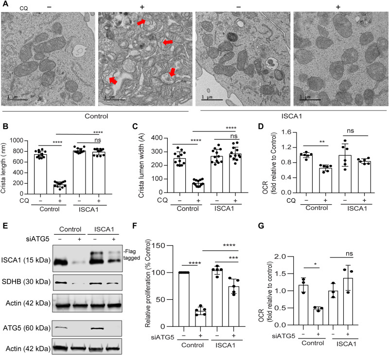 Fig. 6.