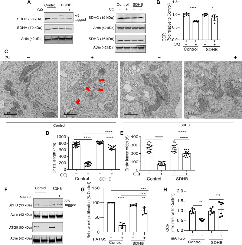 Fig. 4.