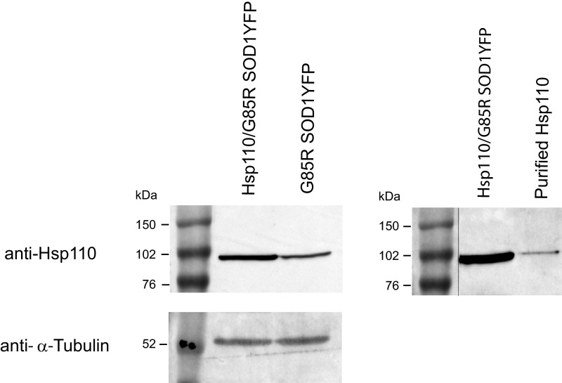 Fig. S4.