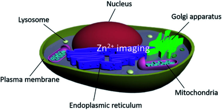 graphic file with name d0sc04568c-ga.jpg