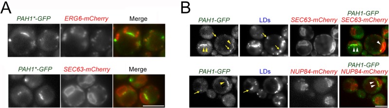 FIGURE 2: