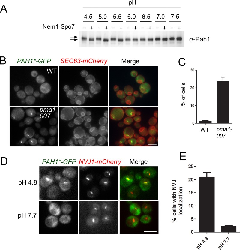 FIGURE 4: