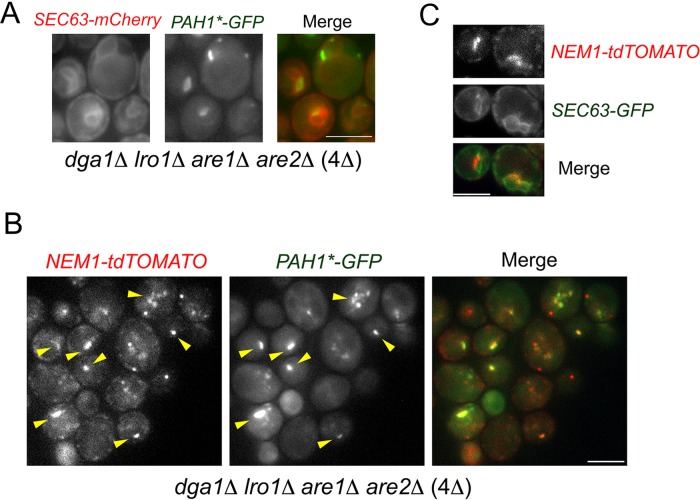 FIGURE 6: