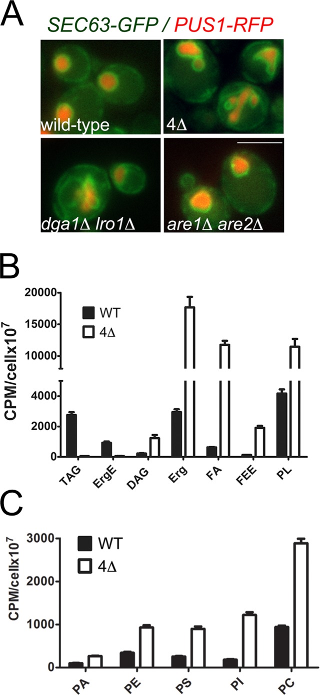 FIGURE 7: