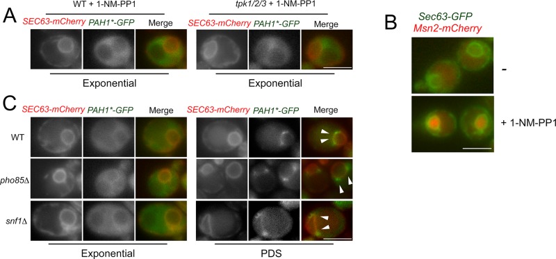 FIGURE 3: