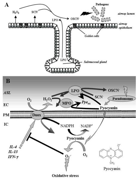 Fig.1