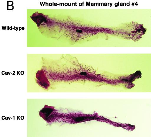 FIG. 7.