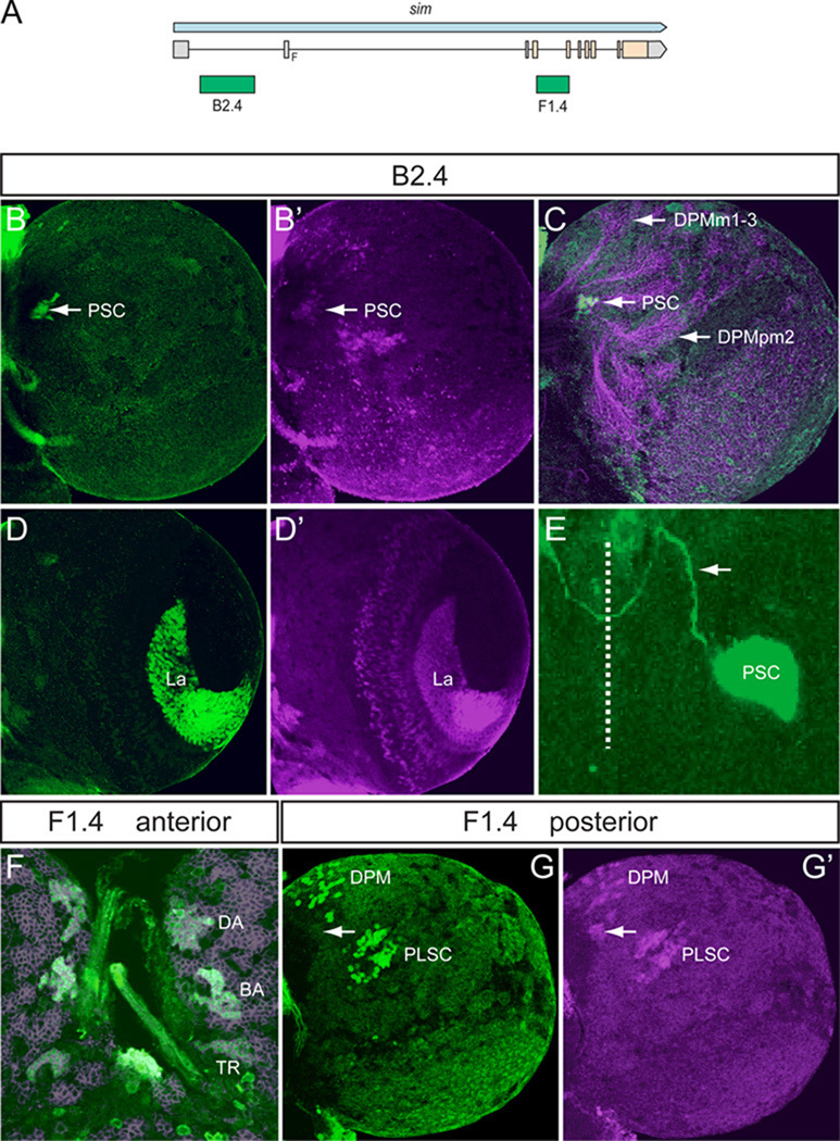 Fig. 4